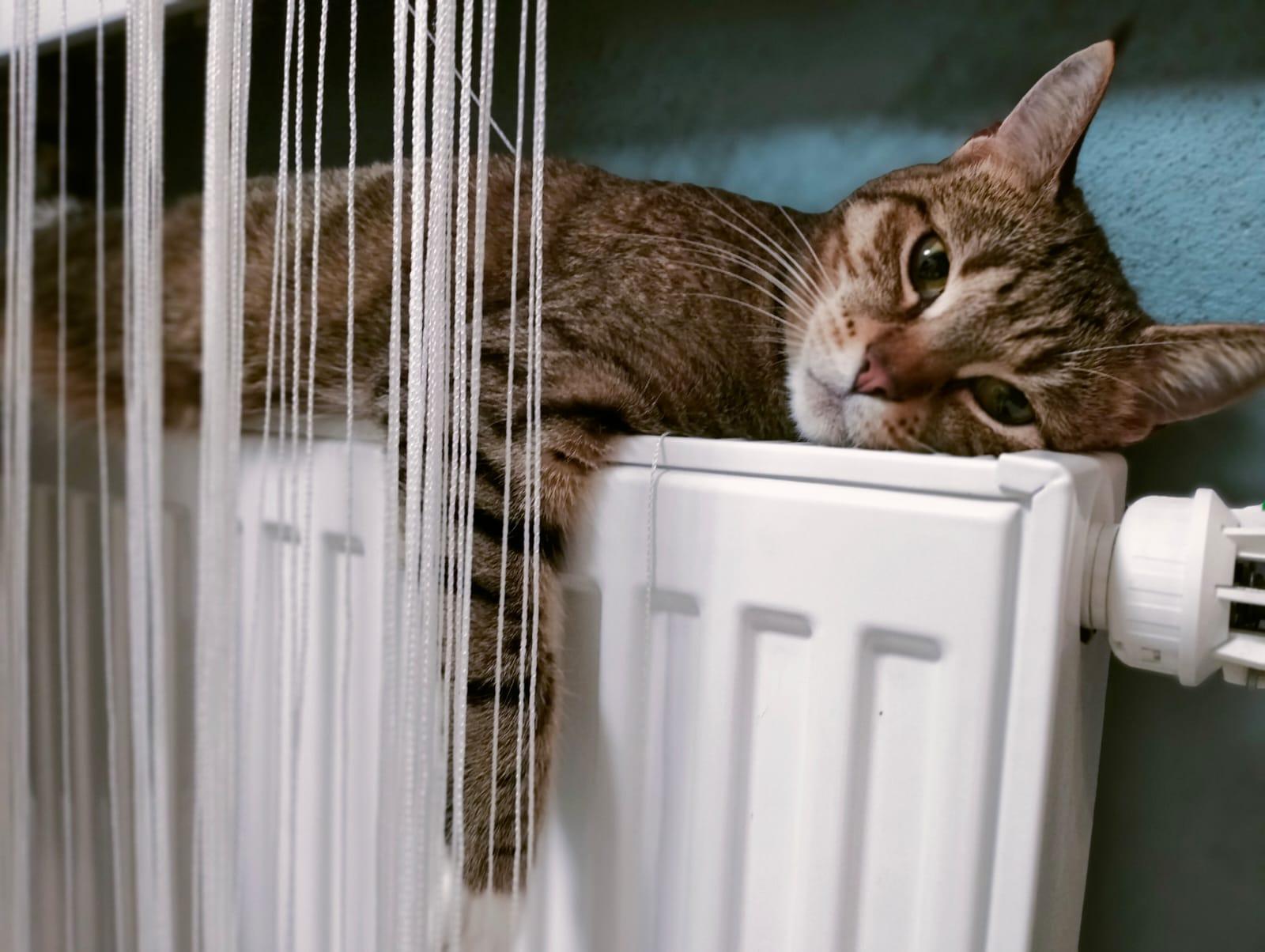 Фото В снегу и за рулем: в Новосибирске опубликовано свыше 50 фото милых питомцев к Дню кошек 25 - Сиб.ФМ Фото В снегу и за рулем: в Новосибирске опубликовано свыше 50 фото милых питомцев к Дню кошек 25